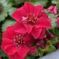 イチゴ,ブラックベリー,ブラックベリー,ローズベリーレッド,今日のお花の画像