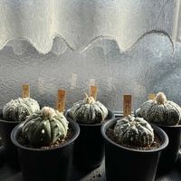 サボテン,兜丸,窓辺の植物の画像