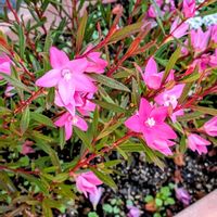 クロウエア サザンクロス,サザンクロス（クロウエア）,ミカン科,ピンクの花,オーストラリア原産の画像