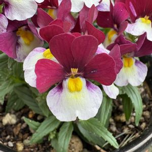 ネメシア,ネメシア,プリムラ,プリムラ,姫ザクロの画像