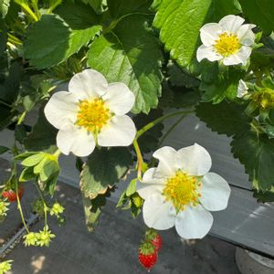 イチゴ,いちご大福,手作り,イチゴ狩り,今日のお花の画像