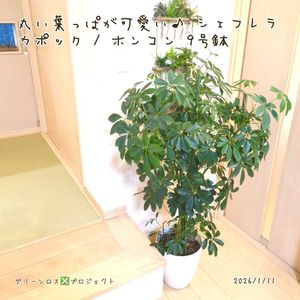 カポック,カポック,シェフレラ(ホンコンカポック),シェフレラ(ホンコンカポック),カポック(シェフレラ)の画像