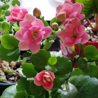 カランコエ,多肉植物,鉢植え,かわいい花,リビング窓辺の画像