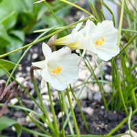 チェリーセージ,原種水仙 モノフィラス,花のある暮らし,挿し芽っ子,種蒔きっ子の画像