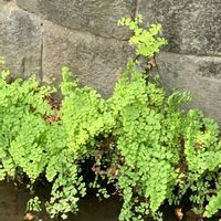 アジアンタムの画像