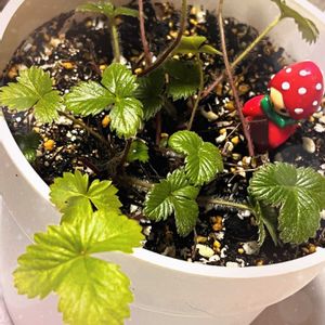 ワイルドストロベリー,ストロベリーアイス 多肉,エケベリア  ストロベリーアイス,シマエナガ,セリアの画像