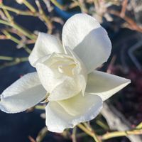 カランコエ,ミセバヤ,アイスバーグ, クリスマスローズ,お花に癒されて❤️の画像