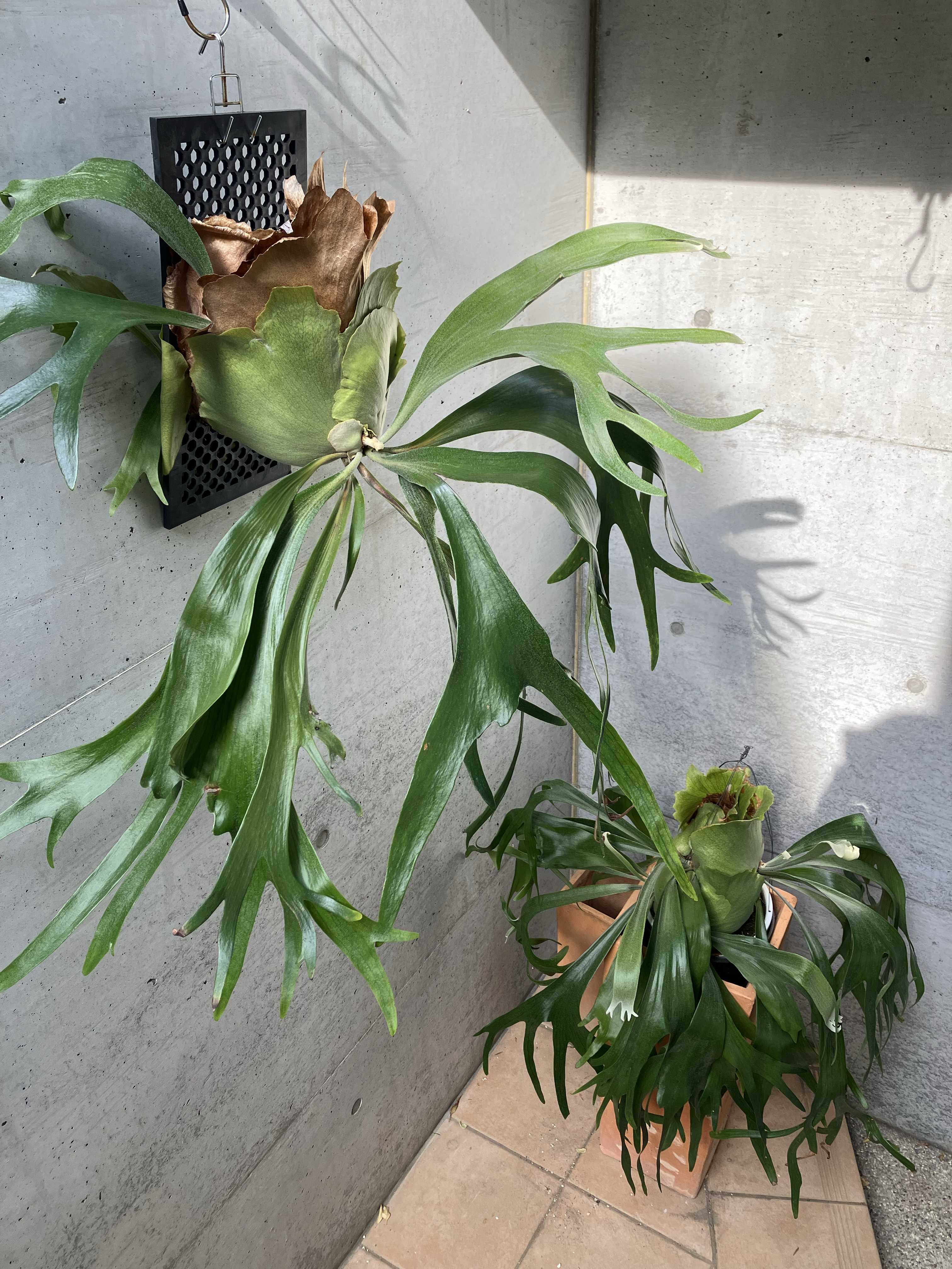 f*_様 30株くらい　ビカクシダ　色々 育てやすい原種系 ビカクシダ（大株吊り鉢） グリーンプラザゴトウ