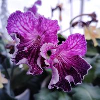 ストレプトカーパス,ストレプトカーパス・ルイアナ,花のある暮らし,イワタバコ科,北海道からの画像