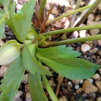 ガーデンシクラメン,アオダモ,クリスマスローズの蕾,いいね、コメントありがとうございます♡,チーム新潟の画像