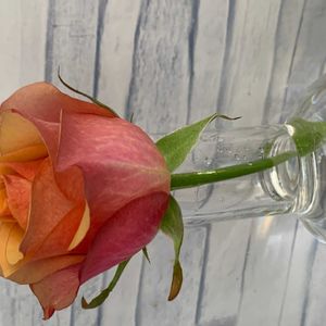 薔薇,挿し木,理科室,バラ・ミニバラ,GS繋がりの画像