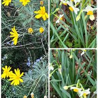 スイセン,水仙,お花,花のある暮らし,お花を楽しむの画像