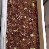 セリ,芹,家庭菜園の画像