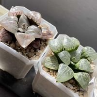 ハオルチア,ハオルチア,Blood  Swallow,ハオルチア 女神,ハオルチア　翠雲錦の画像