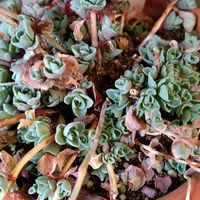 ミセバヤ,ミセバヤ,ミセバヤ,花のある暮らしの画像