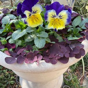 オキザリス,玉ねぎ,パンジー,ビオラ,オキザリスパープルドレスの画像