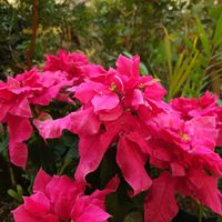 ポインセチア,プリンセチア,プリンセチア オペラ,ポインセチア　キャンディシナモン,ポインセチア ジュリアキャンディピンクの画像