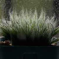 ハオルチア,ダバリア　ラビットフッド,ダバリア　ラビットフッド,イザベラエ,イザベラエの画像