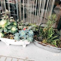 多肉葉挿し,miyuki*･☪:.多肉,miyuki*･☪:.多肉,多肉寄せ植え,ベランダ多肉の画像