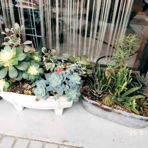 多肉葉挿し,miyuki*･☪:.多肉,miyuki*･☪:.多肉,多肉寄せ植え,ベランダ多肉の画像