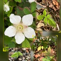 ガーベラ,ブラックベリー,百日草,ビオラ,ムラサキカタバミの画像