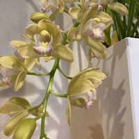 アブチロン,花のある暮らし,可愛いお花の開花,下垂性シンビジュウム,玄関内側の画像