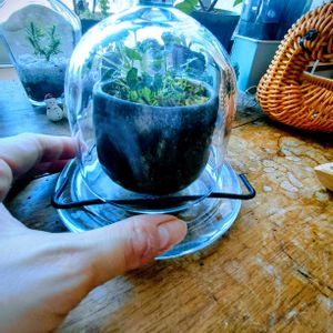 レモン,屋久島スミレ,苔テラリウム,つぶやき,北海道の画像