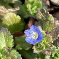 オオイヌノフグリ,キンモクセイ,春の花,スズメ,星の瞳の画像