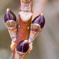 レンギョウ,シナレンギョウ,冬芽と葉痕,団地の植栽,スマホで撮影♪の画像