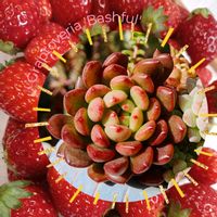 イチゴ,ファンファーレ,ピンクルルビー,ピンクルビー,セデベリア  ファンファーレの画像