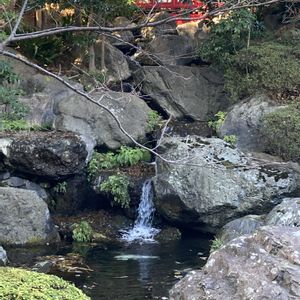 サイネリア(シネラリア),サザンカ﹙山茶花﹚,稲わら,日本庭園,都会のオアシスの画像