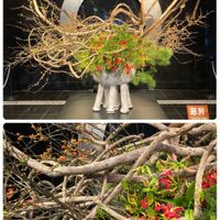 グロリオサ,ボケ(木瓜),マツ(松),ホテルの花,綺麗✨の画像