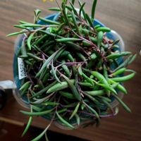 ゴーラム,ルビーネックレス,ルビーネックレス,ブロウメアナ,多肉植物の画像