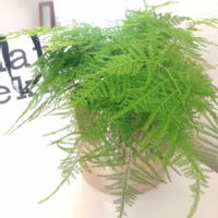 アスパラガス・プルモーサス・ナナス,アスパラガス,観葉植物,平和を願う☆,部屋の画像