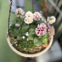 パンジー,ビオラ,パンジー ローブドゥアントワネット,パンジー ローブドゥアントワネット ロココ,ガーデニングの画像