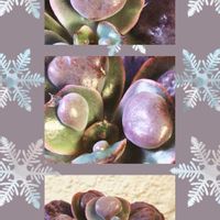 エケベリア ハートデライト,エケベリア ハートデライト,多肉植物,エケベリア属,多肉植物の紅葉の画像