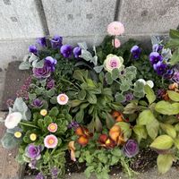 花壇,ガーデニング,今日の一枚,花のある暮らし,植栽の画像