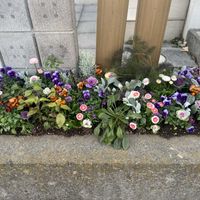 花壇,ガーデニング,今日の一枚,花のある暮らし,植栽の画像