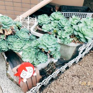 多肉葉挿し,miyuki*･☪:.多肉,miyuki*･☪:.多肉,多肉寄せ植え,ベランダ多肉の画像