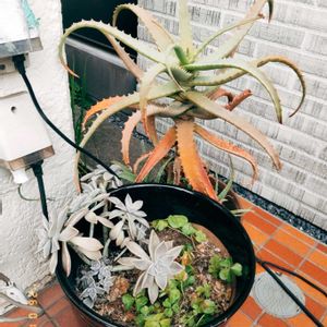 多肉葉挿し,miyuki*･☪:.多肉,miyuki*･☪:.多肉,蘆薈,多肉寄せ植えの画像