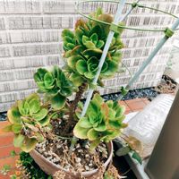 多肉葉挿し,miyuki*･☪:.多肉,miyuki*･☪:.多肉,多肉寄せ植え,ベランダ多肉の画像