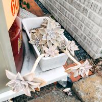 多肉葉挿し,miyuki*･☪:.多肉,miyuki*･☪:.多肉,多肉寄せ植え,ベランダ多肉の画像