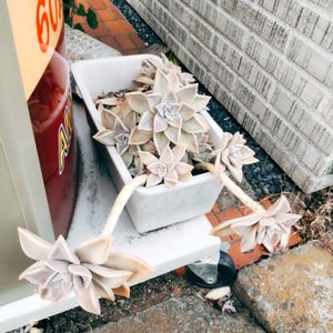 多肉葉挿し,miyuki*･☪:.多肉,miyuki*･☪:.多肉,多肉寄せ植え,ベランダ多肉の画像