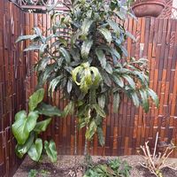 マンリョウの画像