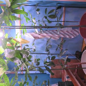 パキラ,観葉植物,癒し,インテリアグリーン,珍奇植物の画像