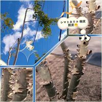 シマトネリコ,雅楽の舞,英冠丸,月兎耳(つきとじ),シマトネリコ 樹皮 脱皮の画像