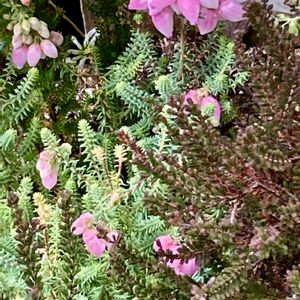 エリカ,軒下,放置,庭の画像