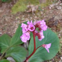 ヒマラヤユキノシタ,エリゲロン,繋がりに感謝✨,❄️冬にまけるな❄️,Juneの会の画像