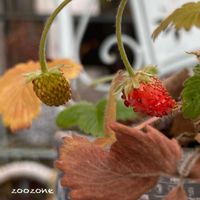ワイルドストロベリー,植物のある暮らし,季節外れ,今日のお花,植物の生命力の画像