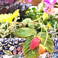 イチゴ,ハボタン,ワイルドストロベリー,パンジー,プラチーナの画像